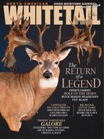 North American Whitetail